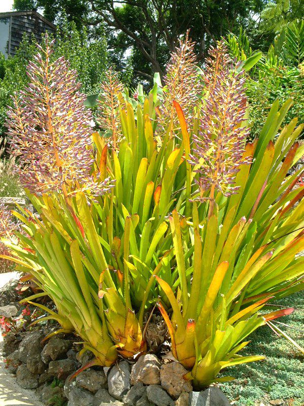 GNAEuAiAechmea bromeliadj